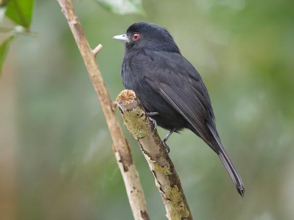 Blauwsnavelmoortiran (Knipolegus cyanirostris)